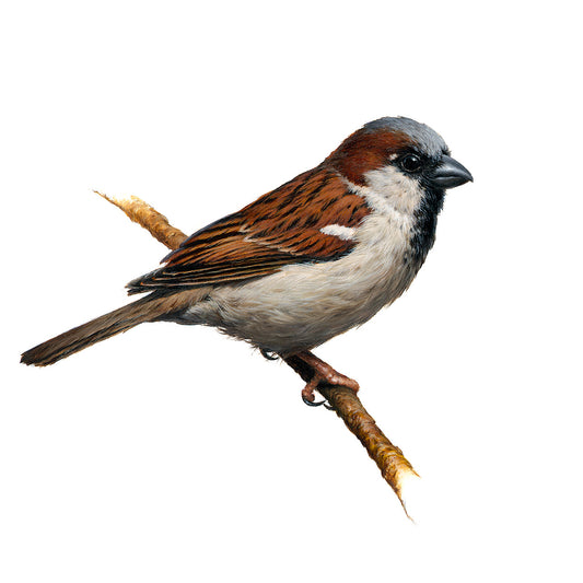 Foley's Garden Birds: <br> House Sparrow and Bullfinch