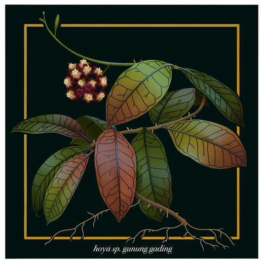 New ‘Amazing Foliage’ Home Botanicals <br> by George Bletsis