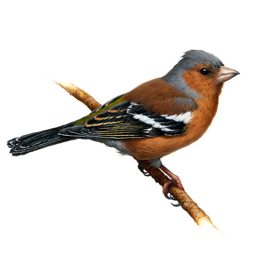 Chaffinch