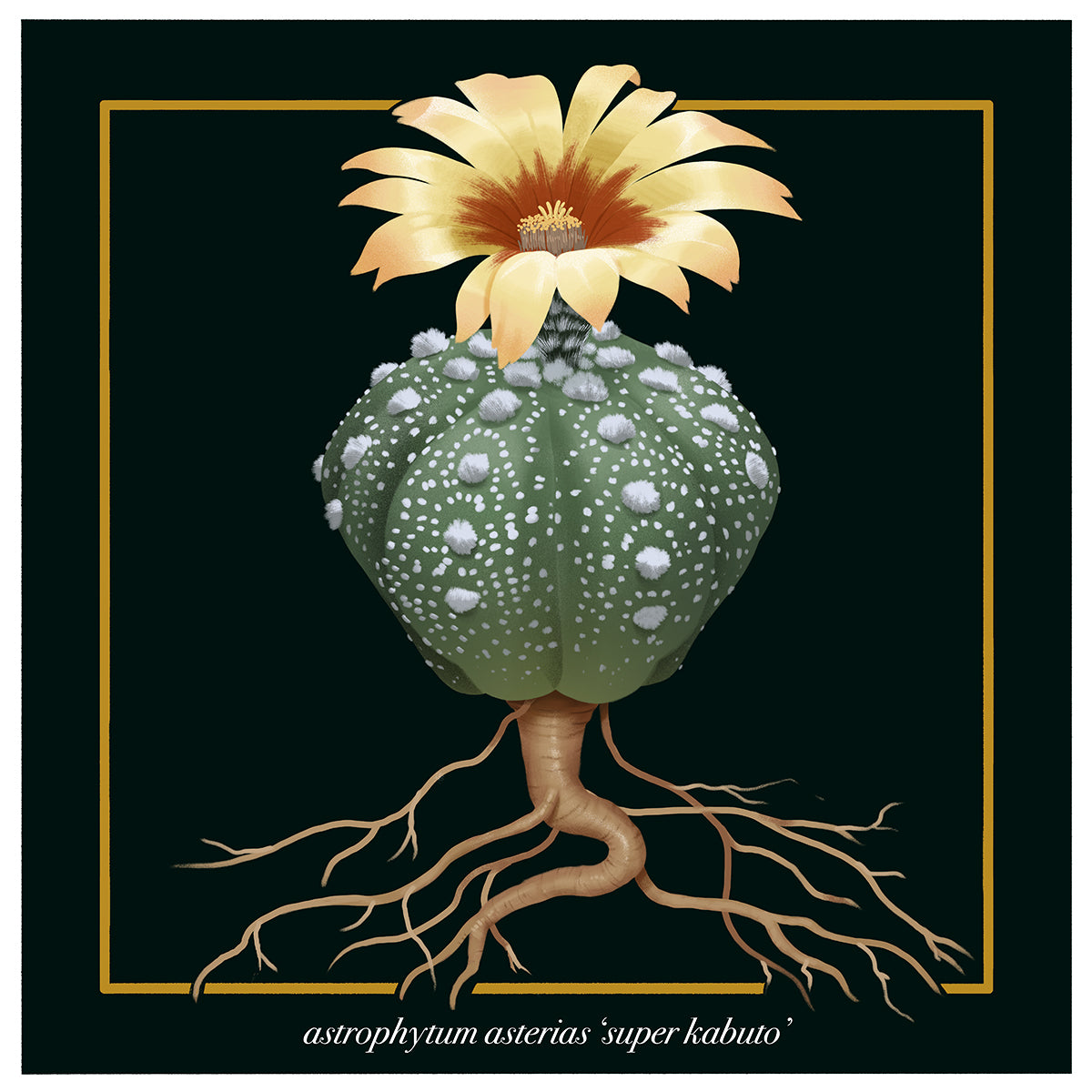 Astrophytum asterias 'Super Kabuto'