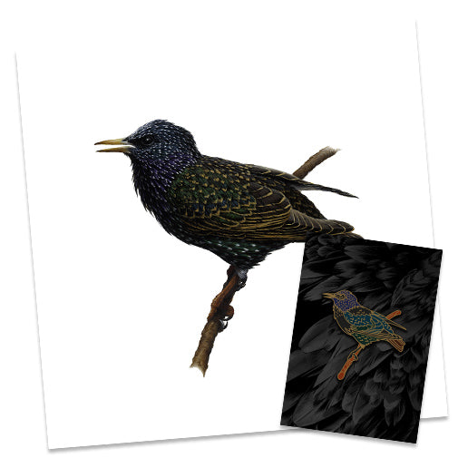 Starling